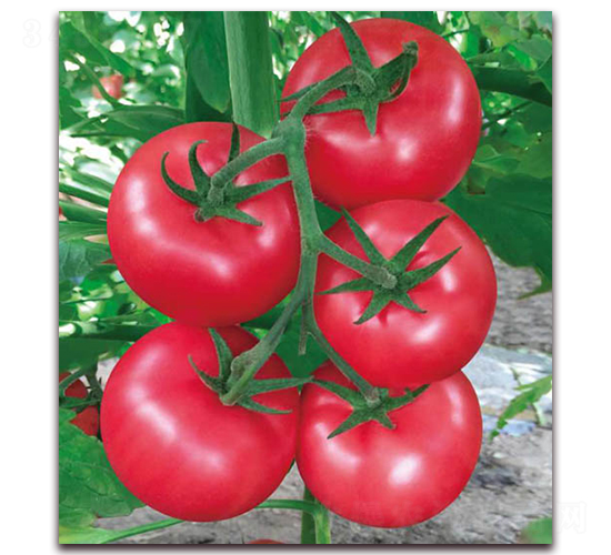 ��ɫ��-���ѷN��-������