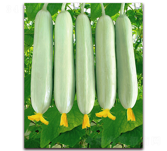 ��֬�S��-�S�ϷN��-�M��N��