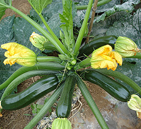 ���Sһ̖-�����J�N��-�M��N��