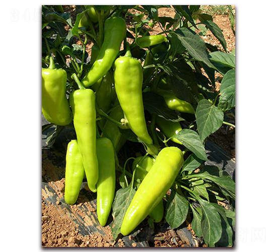 �䌚һ̖-�����N��-�M��N��