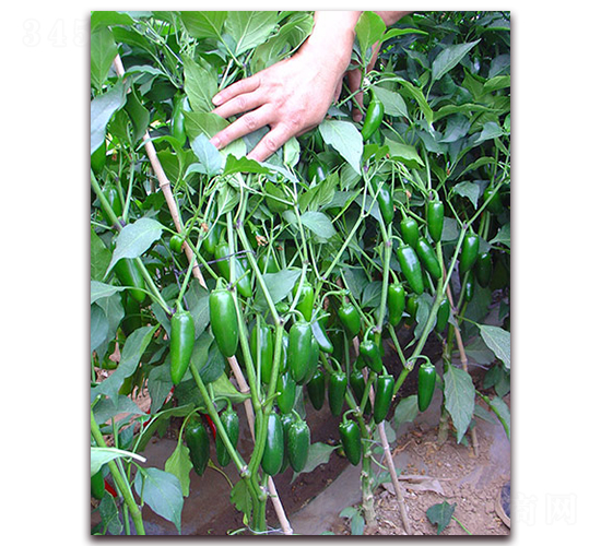 ����һ̖-�����N��-�M��N��