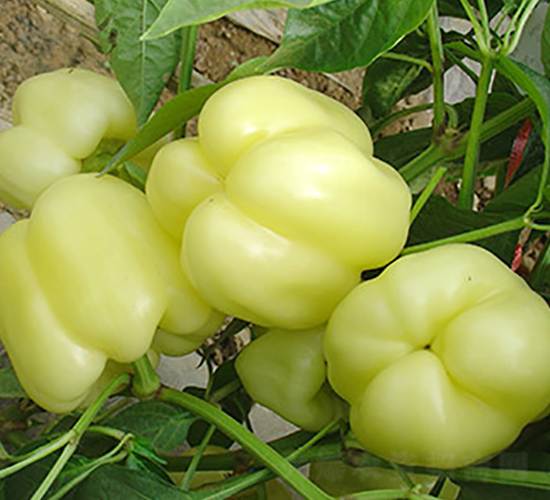 �׹�����-�𽷷N��-�M��N��