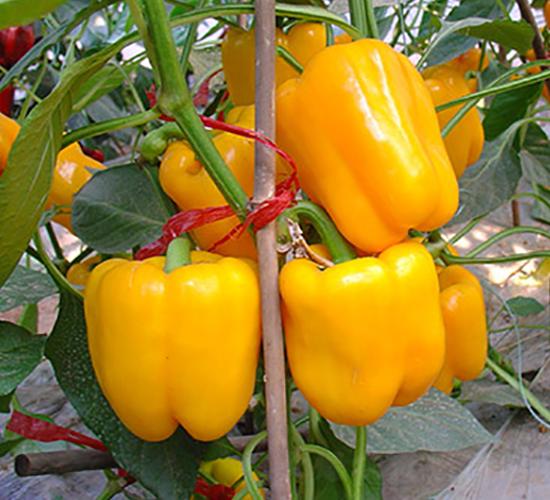 �S���W��-�𽷷N��-�M��N��