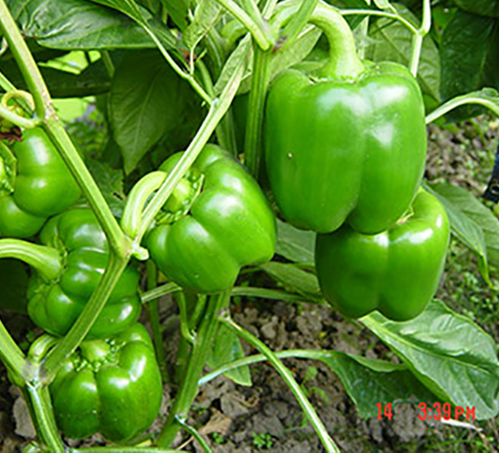 �M��4036��-�𽷷N��-�M��N��