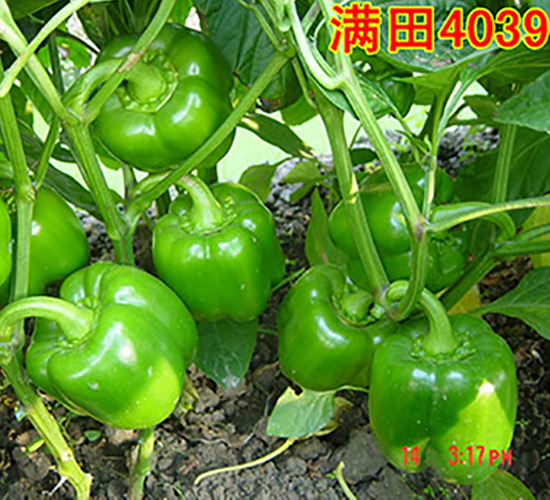 �M��4039��-�𽷷N��-�M��N��