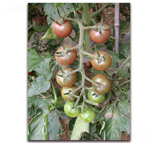 ����һ̖-���ѷN��-�M��N��