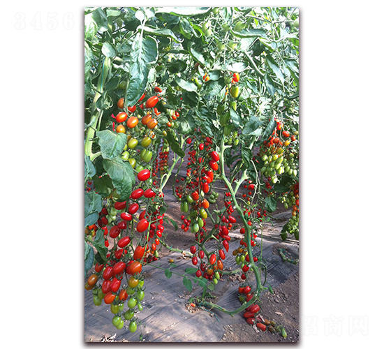 �M��207���ҷ���-���ѷN��-�M��N��