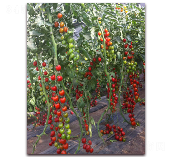 �M��2025���ҷ���-���ѷN��-�M��N��