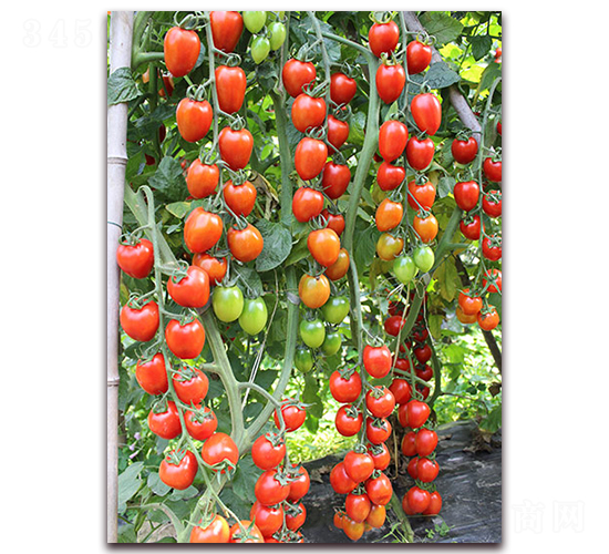 �M��2028���ҷ���-���ѷN��-�M��N��