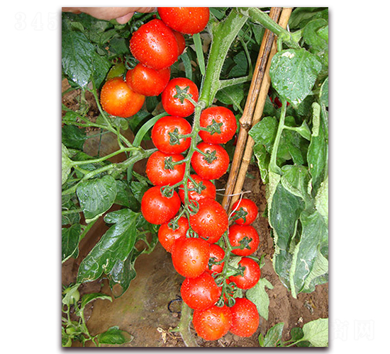 �M��2018���ҷ���-���ѷN��-�M��N��