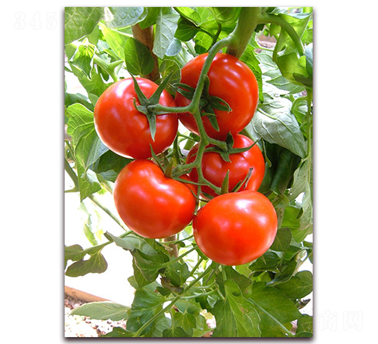 �M��2199����-���ѷN��-�M��N��