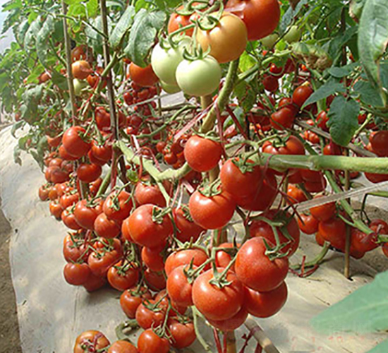 ϲ�팚����-���ѷN��-�M��N��