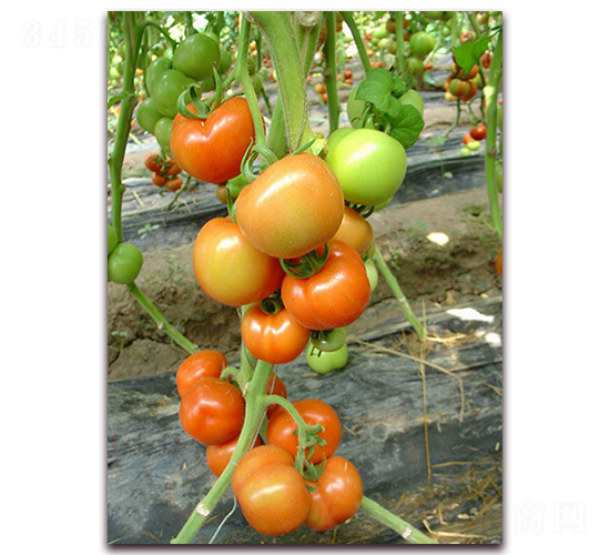 SC-706����-���ѷN��-�M��N��