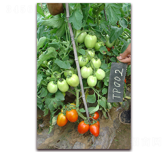 �M��2511����-���ѷN��-�M��N��