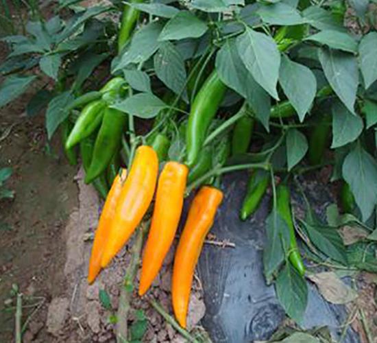 �S��-�����N��-�r(n��ng)���f