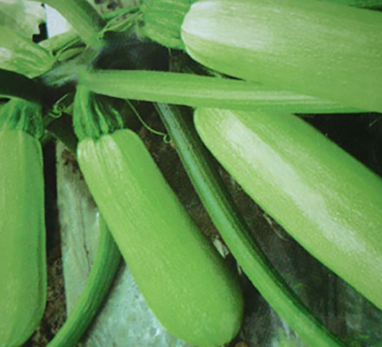 �к�8̖(h��o)�������J�N��-�A�S�N�I(y��)