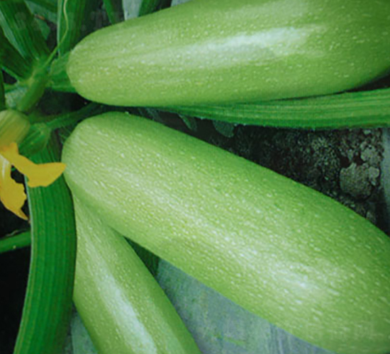 �к�12̖(h��o)�������J�N��-�A�S�N�I(y��)