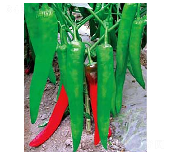 �н���̖-�����N��-�A�S�N�I(y��)