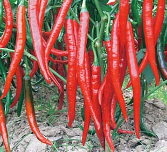 �Ё�402-�����N��-�A�S�N�I(y��)