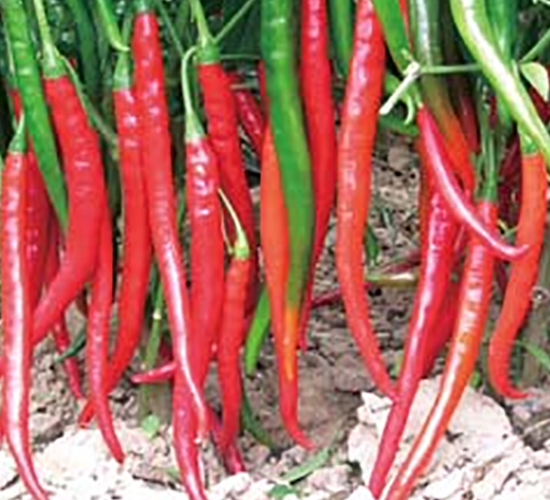 �Ё�401-�����N��-�A�S�N�I(y��)