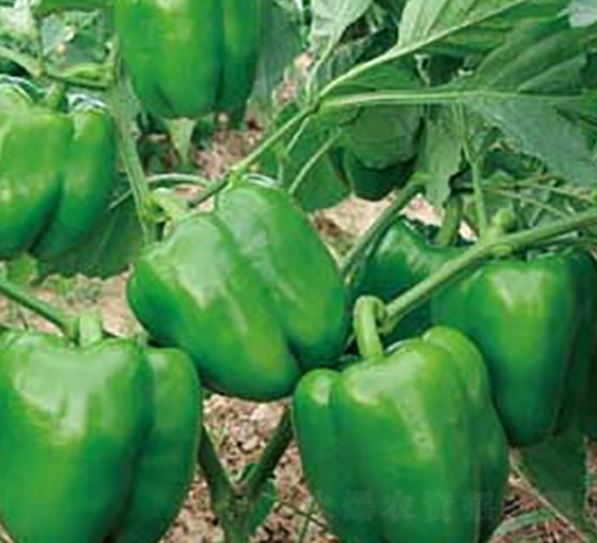 �Ё�103-�����N��-�A�S�N�I(y��)