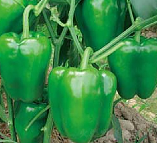 �Ё�105-�����N��-�A�S�N�I(y��)