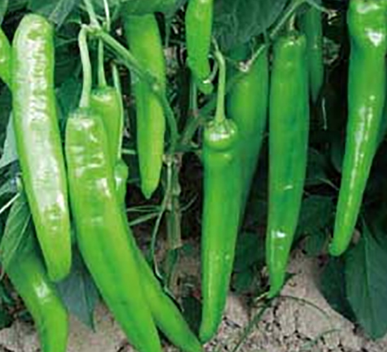 �Ё�208-�����N��-�A�S�N�I(y��)