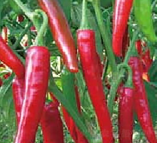 �Ё�102-�����N��-�A�S�N�I(y��)