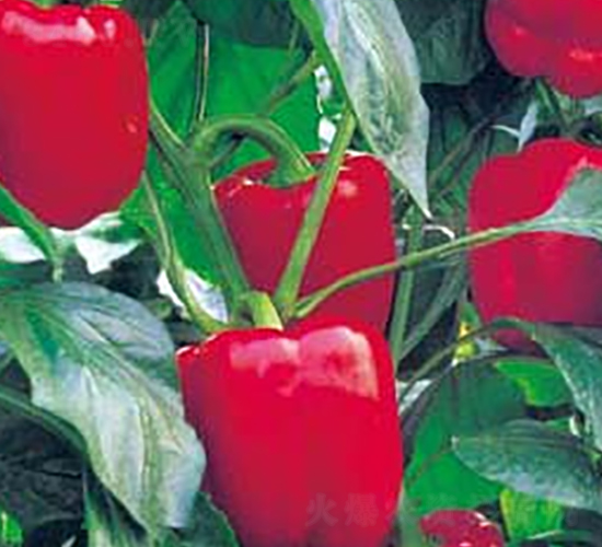 �t�Ƕ�̖(h��o)-�����N��-�A�S�N�I(y��)