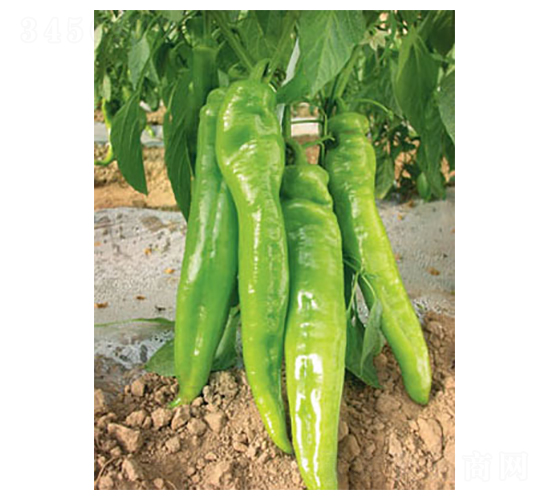 �����ţ��-�����N��-�A�S�N�I(y��)