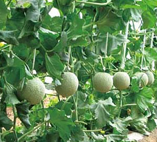 ������̖-��ϷN��-�A�S�N�I(y��)