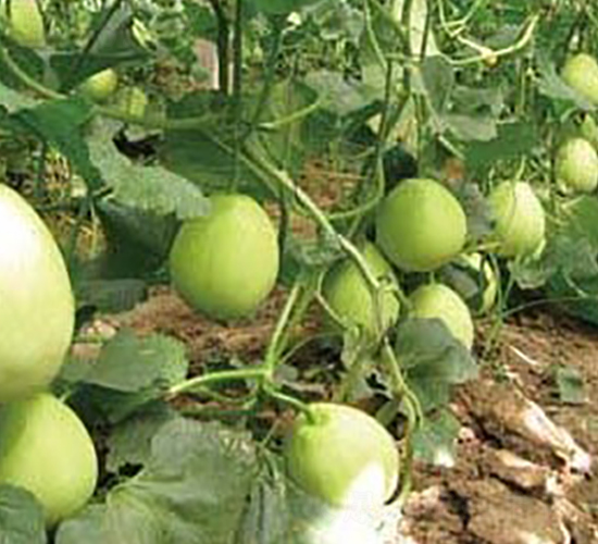 ����268-��ϷN��-�A�S�N�I(y��)