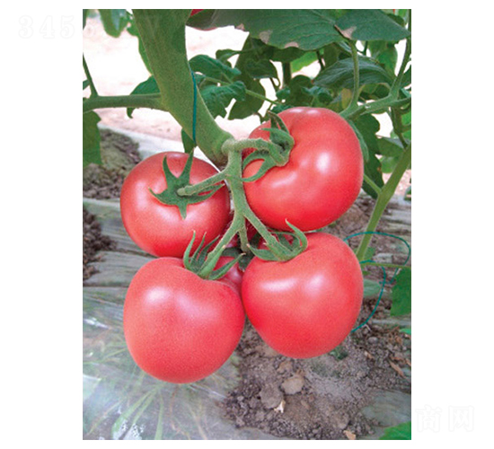 �Ё�210-���ѷN��-�A�S�N�I(y��)