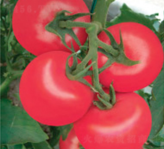 �Ё�213-���ѷN��-�A�S�N�I(y��)