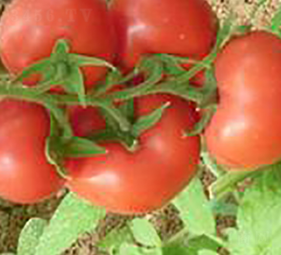 �Ё�202-���ѷN��-�A�S�N�I(y��)