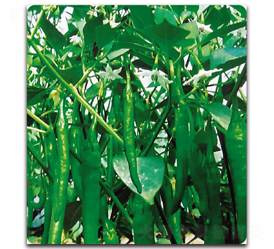 ����K3-�����N��-��֮�W