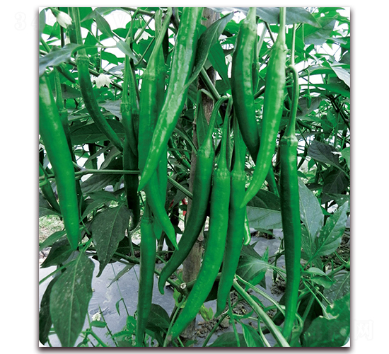 �㽷3̖-�����N��-��֮�W