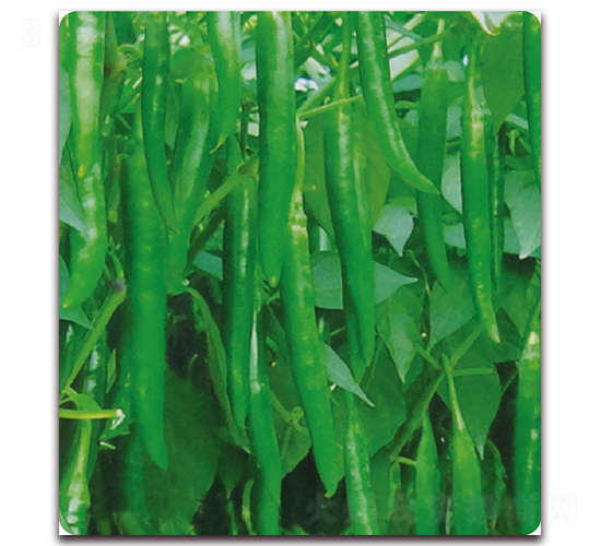 ����2̖(h��o)-�����N��-��֮�W