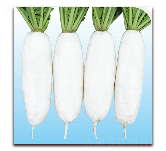 ����3̖(h��o)-�}���N��-��֮�W