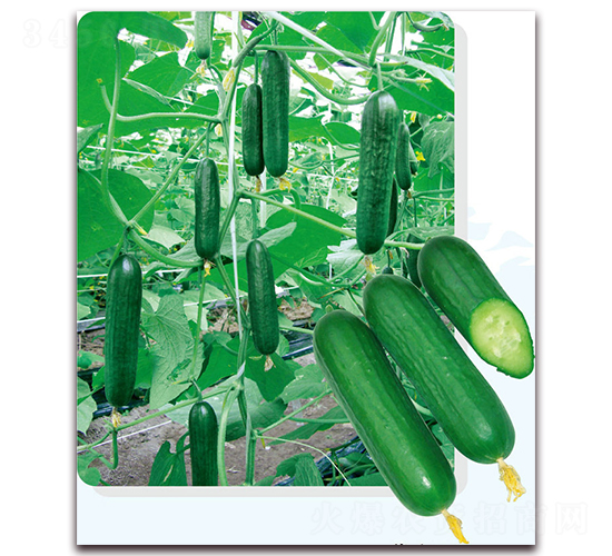 ���W6̖-�S�ϷN��-��֮�W