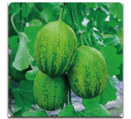 ��G-��ϷN��-��֮�W