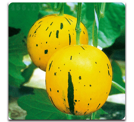 ����-��ϷN��-��֮�W