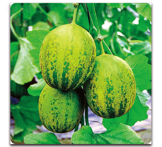 ������G-��ϷN��-��֮�W