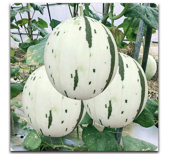 �������-��ϷN��-��֮�W