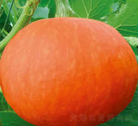 ���ؼt��-�ϹϷN��-���؈@ˇ