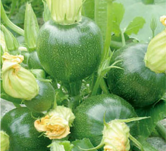 ����-�ϹϷN��-���؈@ˇ