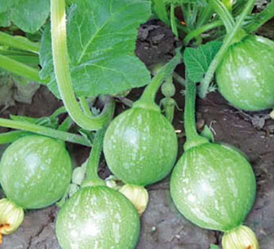 �o������-�ϹϷN��-���؈@ˇ