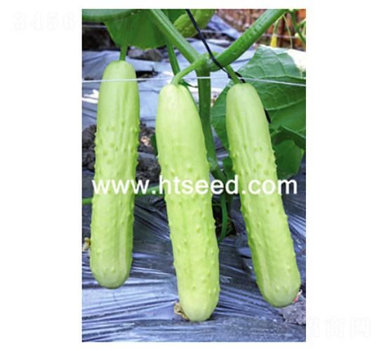 ���@��̖-�S�ϷN��-���؈@ˇ