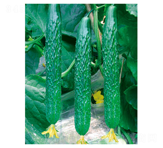 ����13̖-�S�ϷN��-���؈@ˇ