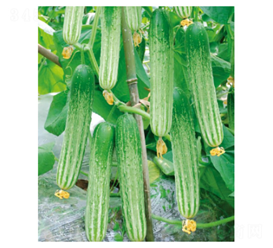 ���R4̖(h��o)-�S�ϷN��-���؈@ˇ